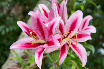 Pink Lily flowers blooming in a garden with raindrops on them