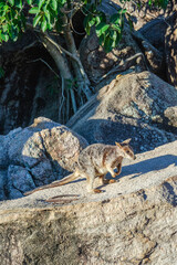 Rock wallaby kangaroo in its natural habitat on Magnetic Island, Queensland, Australia.