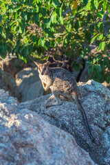 Rock wallaby kangaroo in its natural habitat on Magnetic Island, Queensland, Australia.
