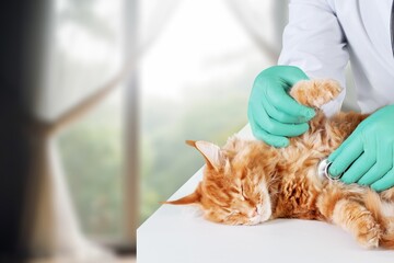 Veterinarian examining cat pet in clinic