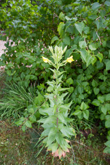 The Mullein (Verbascum) plant blooming flowers