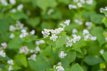 Fagopyrum (Buckwheat) plant blooming in a field