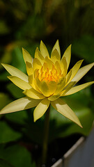 Image of a water lily