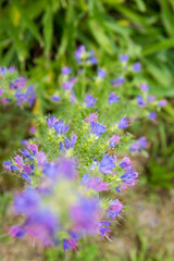The viper's bugloss (Echium vulgare) plant blooming in summer