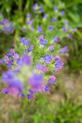 The viper's bugloss (Echium vulgare) plant blooming in summer