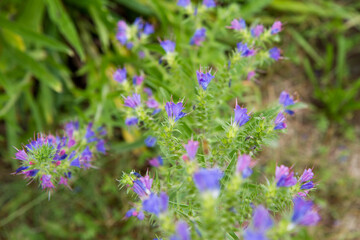 Obraz premium The viper's bugloss (Echium vulgare) plant blooming in summer