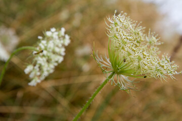 Wild carrot plant blooming in the summer