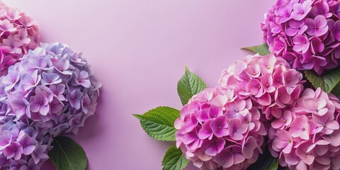 Fototapeta premium Pink and Purple Hydrangea Blooms on a Pink Background, Flatlay Composition, Floral Design, Flower Arrangement, Hydrangea, Pink, Purple