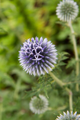 The Globe thistles (Echinops) plant blooming in summer	
