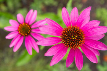 The Echinacea blooming in a garden