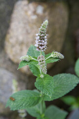 Mint growing in a garden	
