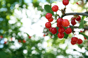 Cherry tree with ripe red berries outdoors, closeup. Space for text