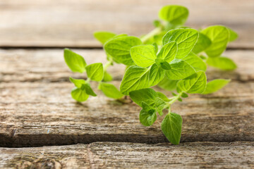 Sprigs of fresh green oregano on wooden table, closeup