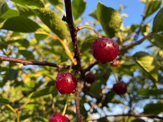 red berries of a cherry