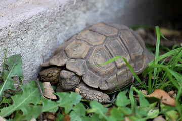 Sleeping turtle. Land tortoise with eyes closed in hibernation. Chelonoidis chilensis. Turtle shell...