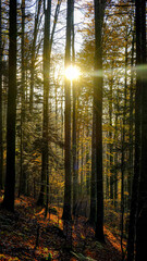 Fototapeta premium A forest with trees in the foreground and sunset as background