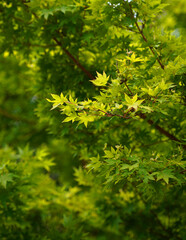 Fototapeta premium Image of japanese maple background