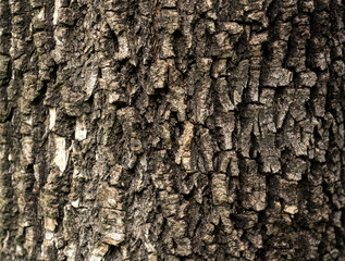 tronco madera, textura, corteza arbol, madera podrida, envejecido, ambiental