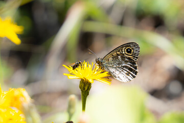Fototapeta premium beautiful butterfly posing on a yellow flower