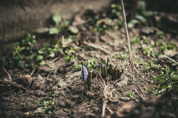 hatched flowers