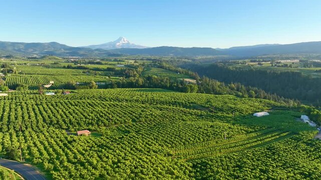 Aerial Fly Over Hood River Orchards with Mount Hood Backdrop