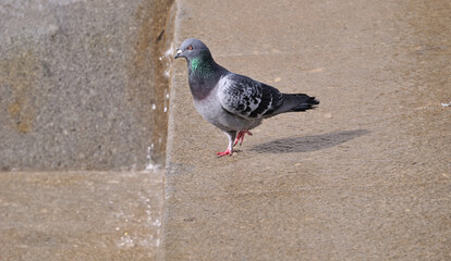 Gray colored pigeon perched on a stone surface with running water, the bird's feet in the water