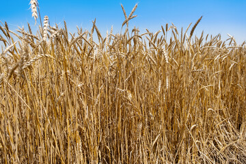 Golden wheat field in summer