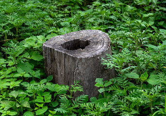 plantas textura, verde, forestal,  follaje, tronco madera, tronco cortado, suelo