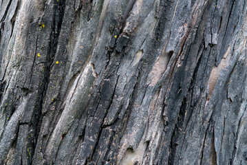 tronco madera, textura, corteza arbol, madera podrida, envejecido, ambiental