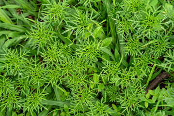 plantas textura, verde, forestal,  follaje