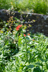 Maltese cross (silene chalcedonica) flowers in bloom