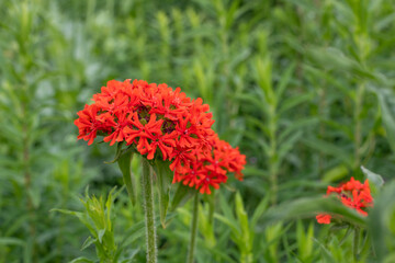 Maltese cross (silene chalcedonica) flowers in bloom