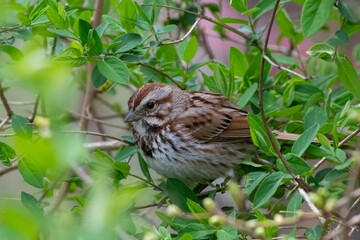 song sparrow