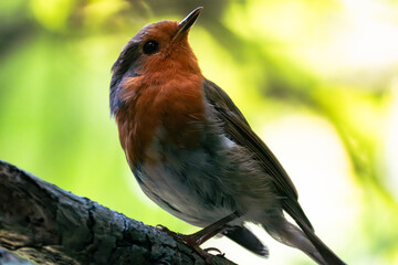 Close-Up of a European Robin Perched on a Branch in a Forest. Close up robin. Selective focus.