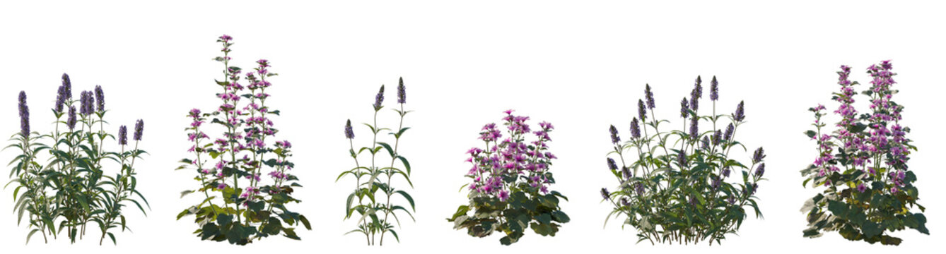 Set of 6 Nepeta nervosa (Blue Moon, Catmint) and Malva sylvestris flowering  frontal isolate flowering  frontal isolated png on a transparent background perfectly cutout high resolution
