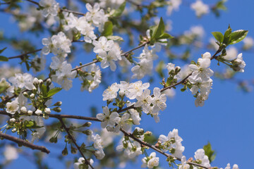 blooming cherry