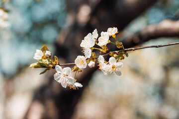 blooming cherry