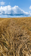 Harvested grain in a field in the countryside, bales of straw and clouds in the sky