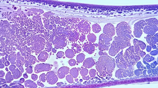A thin section of thyroid gland tissue is viewed under a brightfield microscope