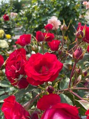 red roses in garden