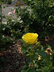 yellow rose in the garden