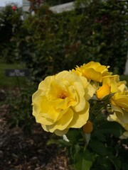 yellow roses in the garden