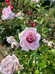 pink garden roses