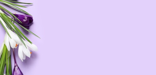 Beautiful crocus flowers on lilac background with space for text, top view