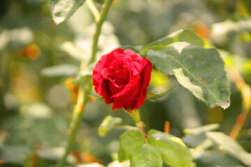 Una Flora