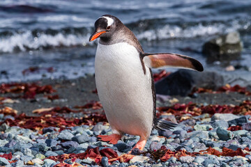 Fototapeta premium Close-up of a Gentoo Penguin -Pygoscelis papua- standing on the rocky shore of Trinity Island, on the Antarctic Peninsula