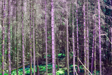 Waldsterben durch den Borkenk&auml;fer
