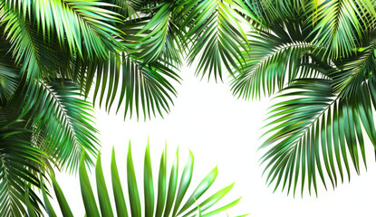 Obraz premium Green palm leaves realistic corner layout on transparent backgrounds 3d illustrations png 
