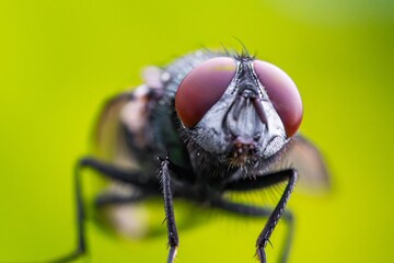 Detailed close-up macro of a shiny golden greenbottle fly sitting on a leaf. Domestic fly. close up compound eyes of fly on green background. Fly on a leaf macro