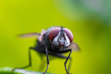 Detailed close-up macro of a shiny golden greenbottle fly sitting on a leaf. Domestic fly. close up...